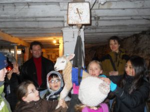 sheep-gestation